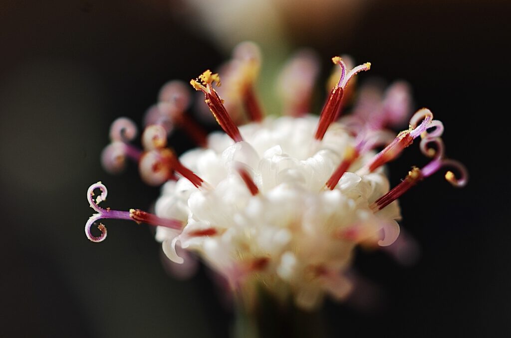 キュリオ　旧セネシオ　グリーンネックレスの花と花期