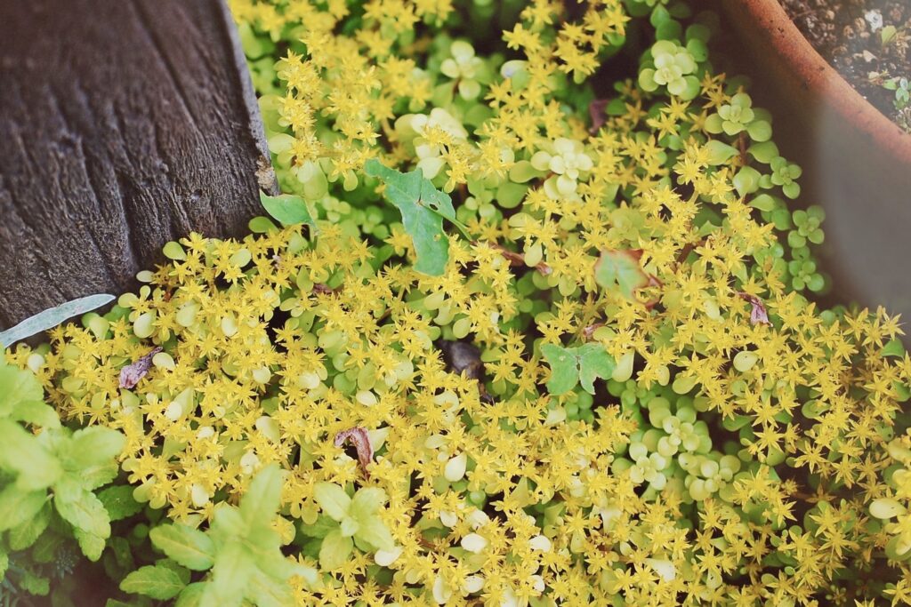 黄色い花が満開の日本原産のセダム 「マルバマンネングサ（Sedum makinoi）」