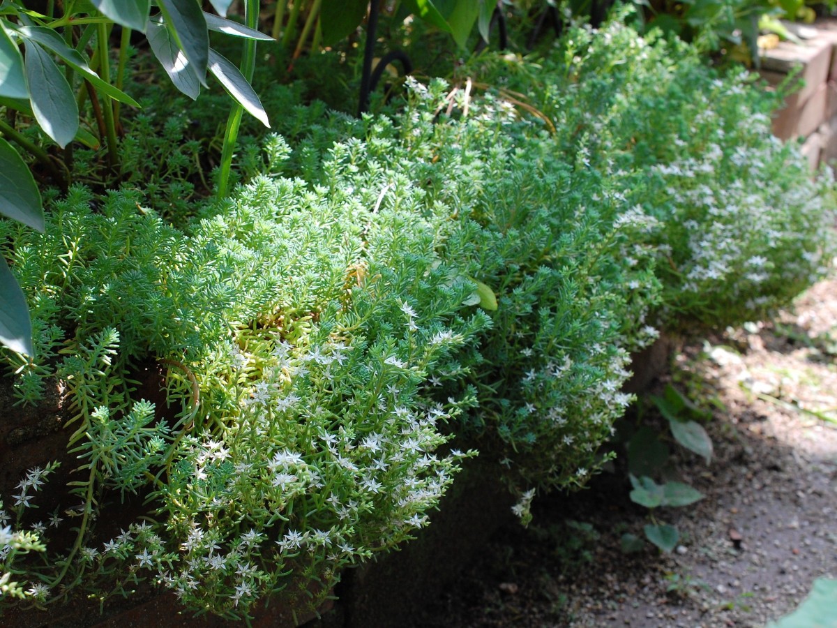 カラフルなセダム属の様々な種類と育て方【ちまちま寄植えアレンジや