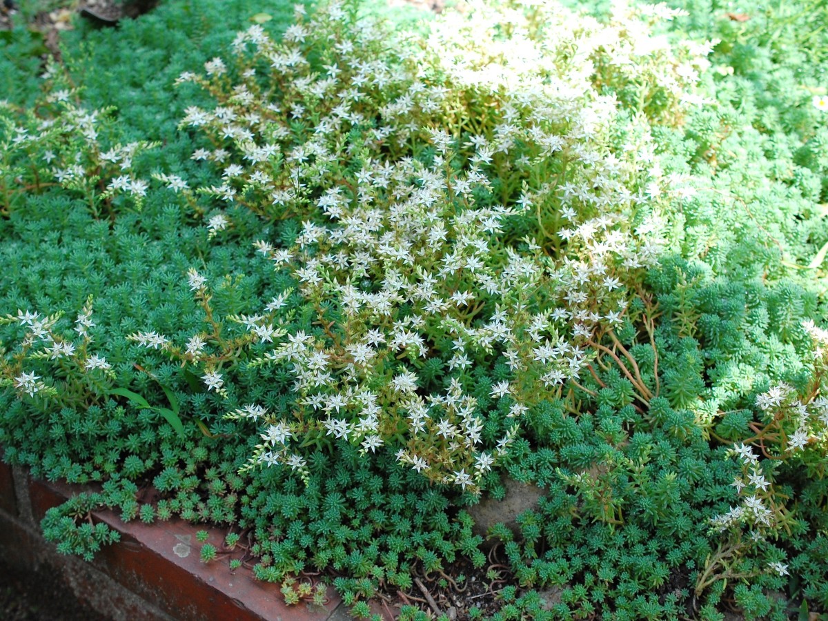 カラフルなセダム属の様々な種類と育て方【ちまちま寄植えアレンジや