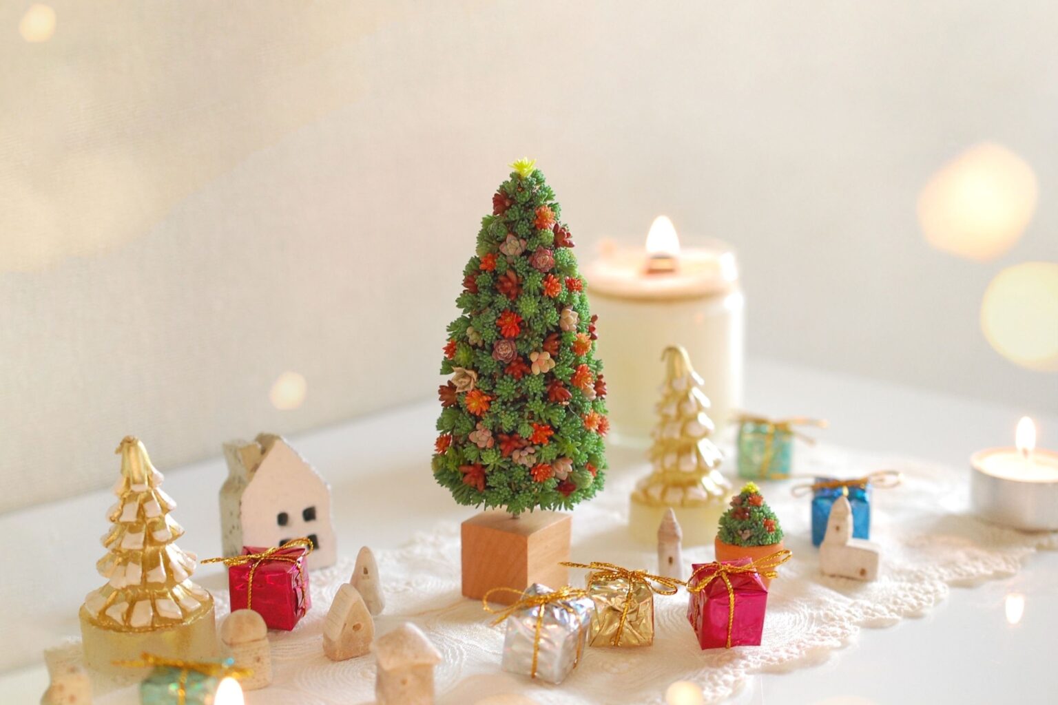 育てやすく実生も簡単なフォーカリア属。怒涛をはじめ様々な種類やその栽培方法をご紹介 箱庭 Hakoniwa