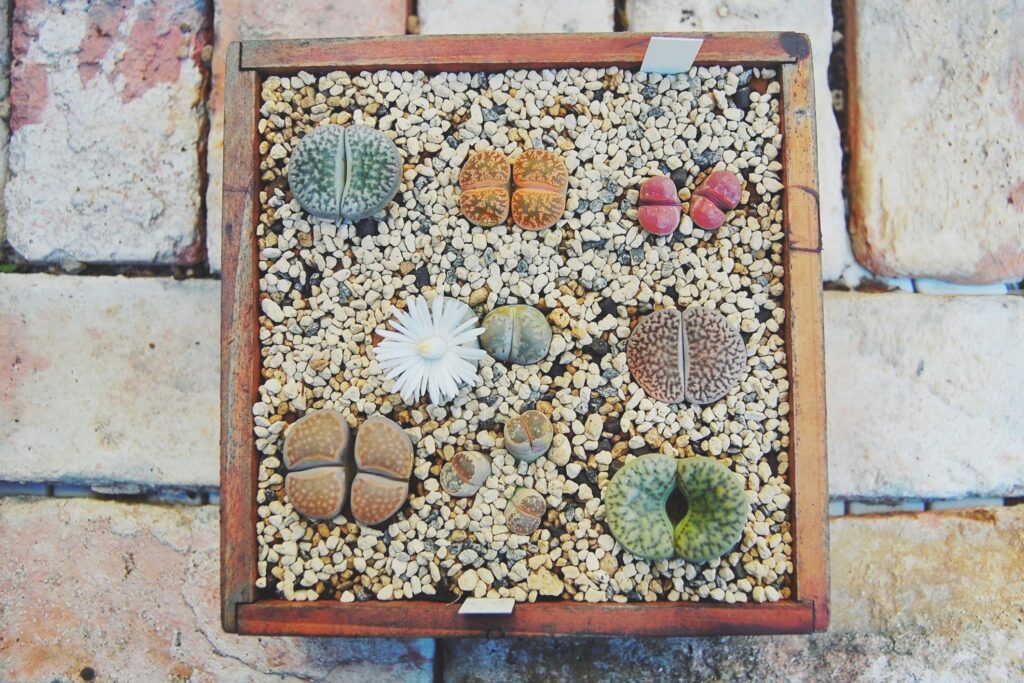 交配も簡単 メセンの代表的存在リトープス属 生ける宝石 の魅力と育て方 箱庭 Hakoniwa