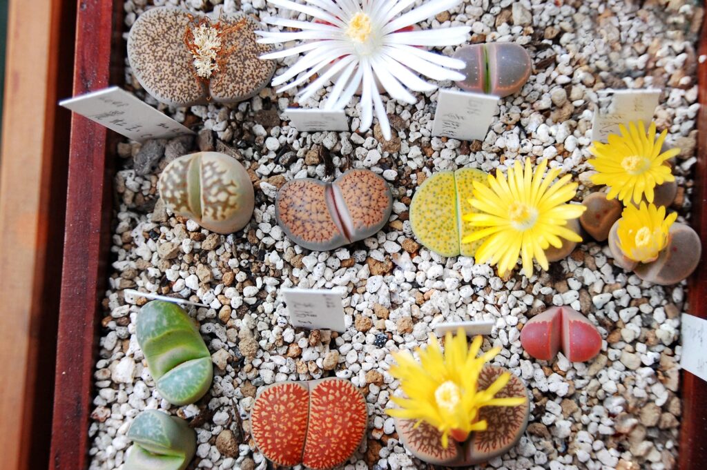 交配も簡単 メセンの代表的存在リトープス属 生ける宝石 の魅力と育て方 箱庭 Hakoniwa