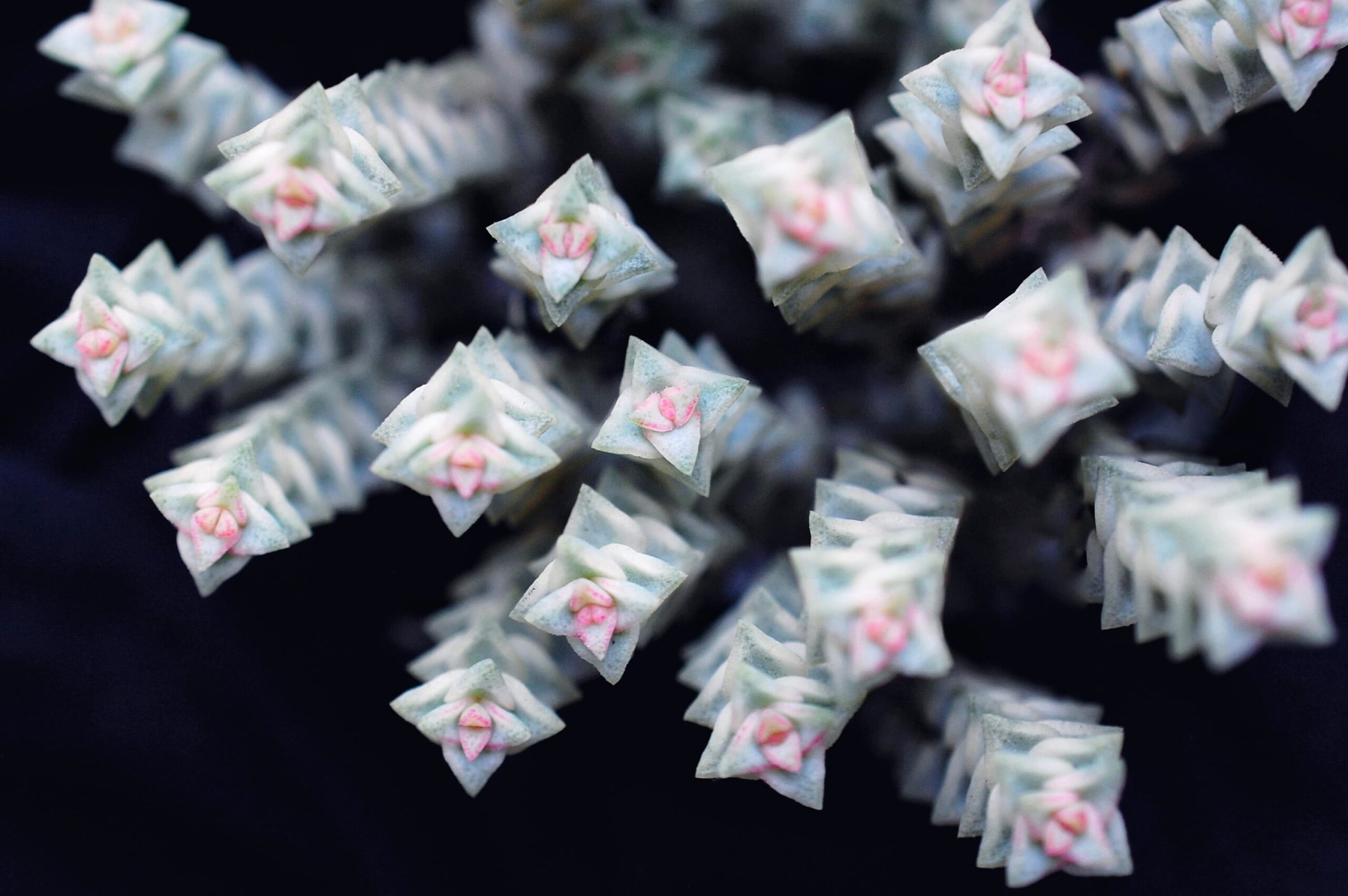 22年最新 幾何学模様が目を惹く多肉植物クラッスラ属の種類や特徴 育て方をご紹介 箱庭 Hakoniwa