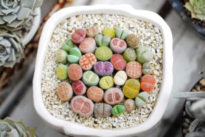 交配も簡単 メセンの代表的存在リトープス属 生ける宝石 の魅力と育て方 箱庭 Hakoniwa