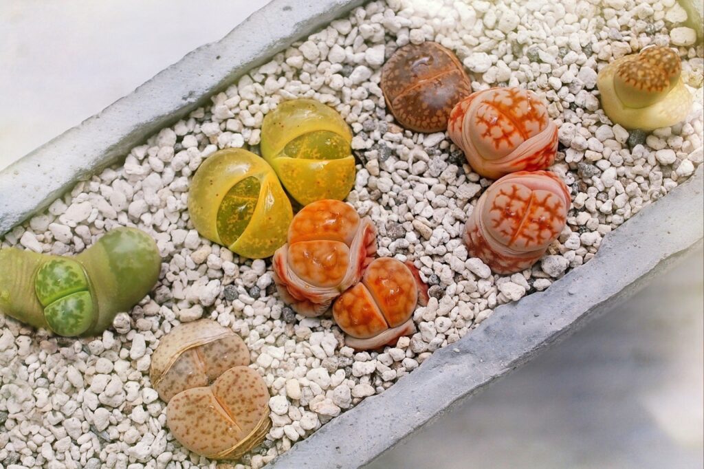 交配も簡単 メセンの代表的存在リトープス属 生ける宝石 の魅力と育て方 箱庭 Hakoniwa