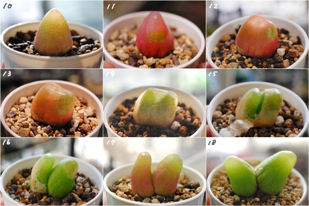 ブルゲリ　23ｍｍ　コノフィツム　多肉植物 : 多肉植物 コノフィツム ブルゲリ 1.3cm以上 抜き苗 3株