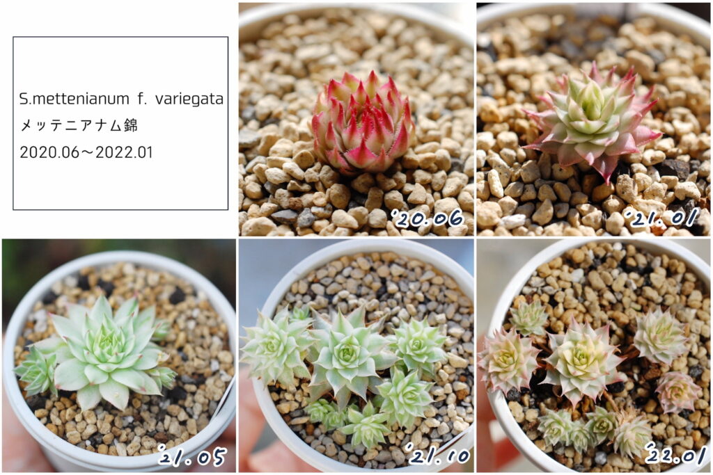 確認用　センペルビウム　brunneifolium(1苗のみ) 多肉植物】 センペルビウムの育て方とは？増やし方や植え替えについて | 植物とあなたをつなぐPlantia