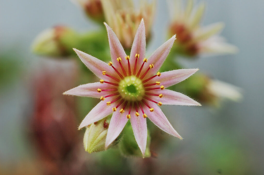 センペルビウムの花　Sempervivum