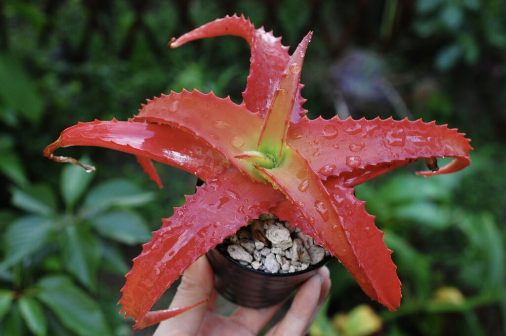 真っ赤なバンバレニー(Aloe vanbalenii)　