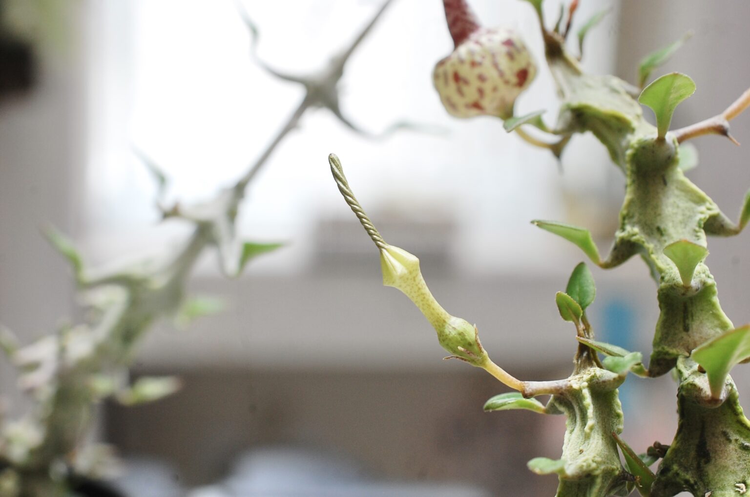 セロペギア属の特徴と育て方をご紹介！人気品種ボッセリの見分け方も！【独特な造形美】 多肉植物との暮らしを楽しむ『箱庭』 Hakoniwa