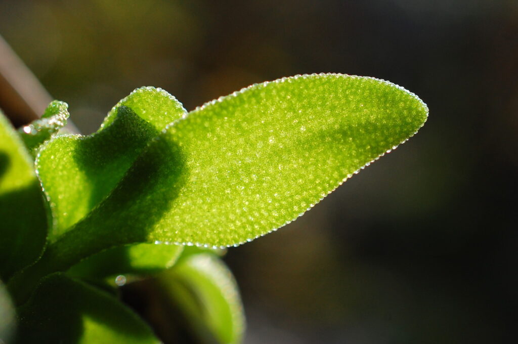 アイスプラントの葉　Mesembryanthemum crystallinum
