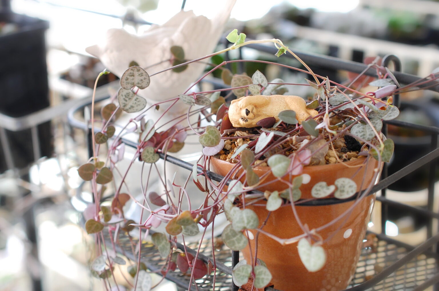 セロペギア属の特徴と育て方をご紹介！人気品種ボッセリの見分け方も！【独特な造形美】 多肉植物との暮らしを楽しむ『箱庭』 Hakoniwa