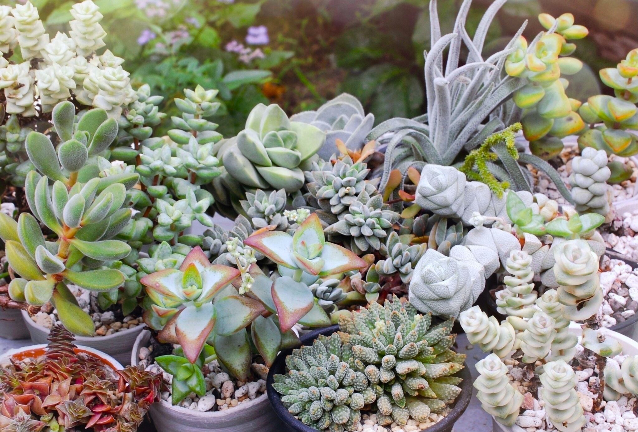 育てやすく実生も簡単なフォーカリア属。怒涛をはじめ様々な種類やその栽培方法をご紹介 箱庭 Hakoniwa