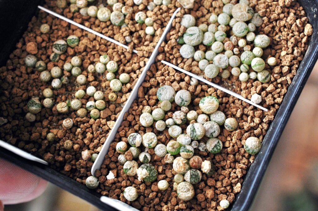 休眠中のコノフィツムの実生苗(１年生)　conophytum seedlings in summer