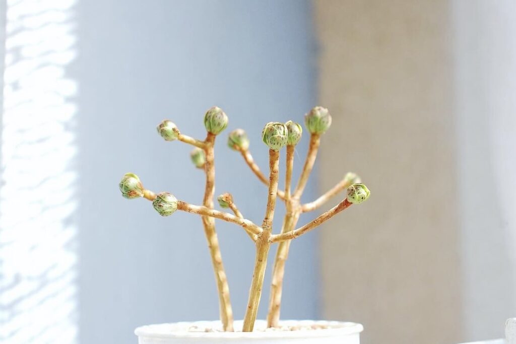 アエオニウム  仙童唱(チョコチップ , Aeonium spathulatum)