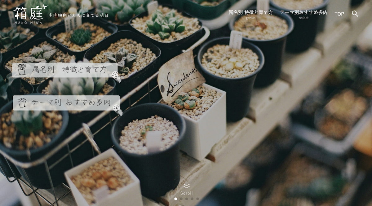 多肉植物との暮らしを楽しむ『箱庭』 Hakoniwa succulents plants