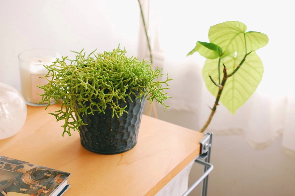 多肉植物の育て方・室内栽培可能なリプサリス