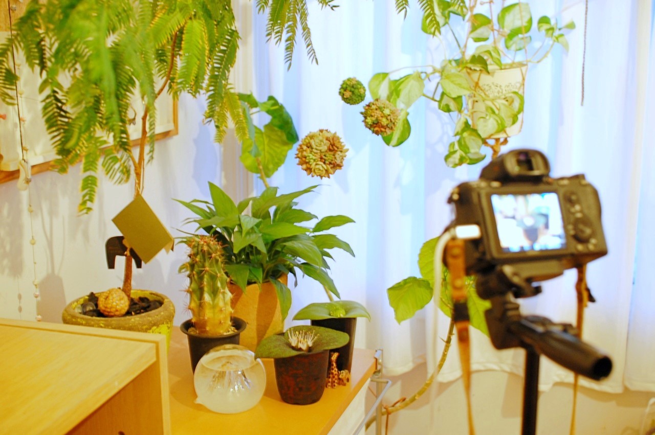 多肉植物をタイムラプス動画で撮影・編集する方法