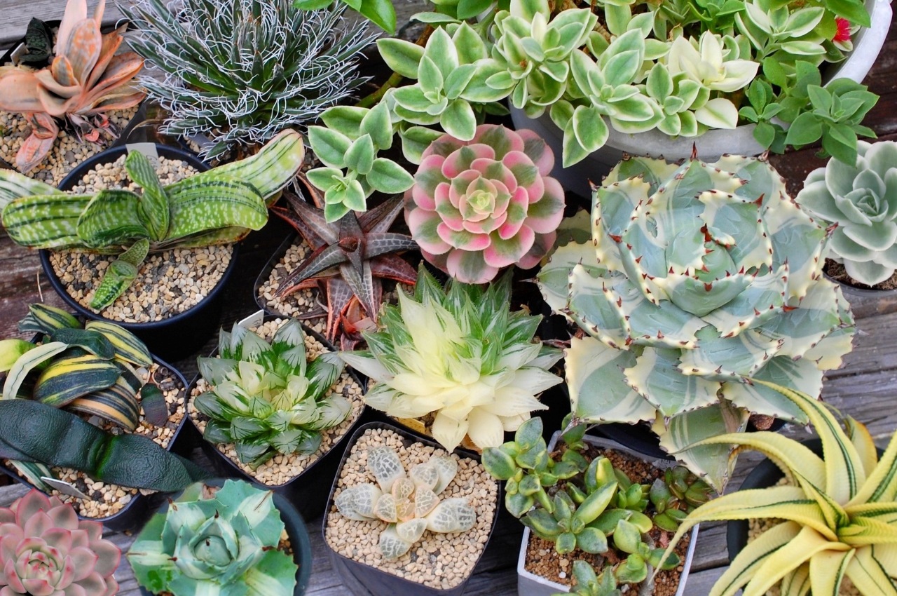 A5【パンダ園芸】多肉植物アガべ　氷山　　白斑の多い個体　斑入り